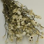 Ammobium alb 30-40 cm Alb