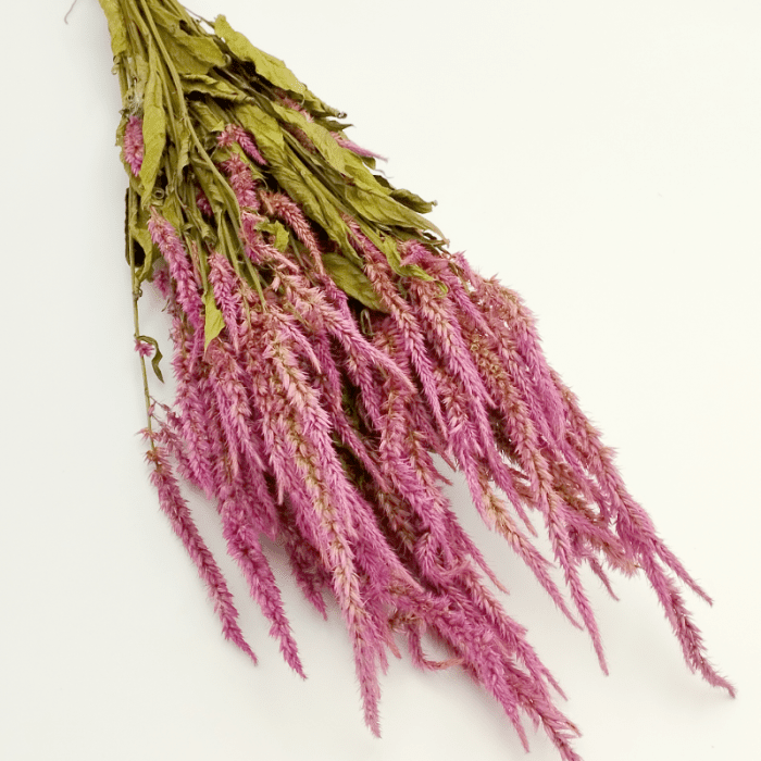 Koftet Roz Celosia plumosa v1 roz 50 g - Floralo