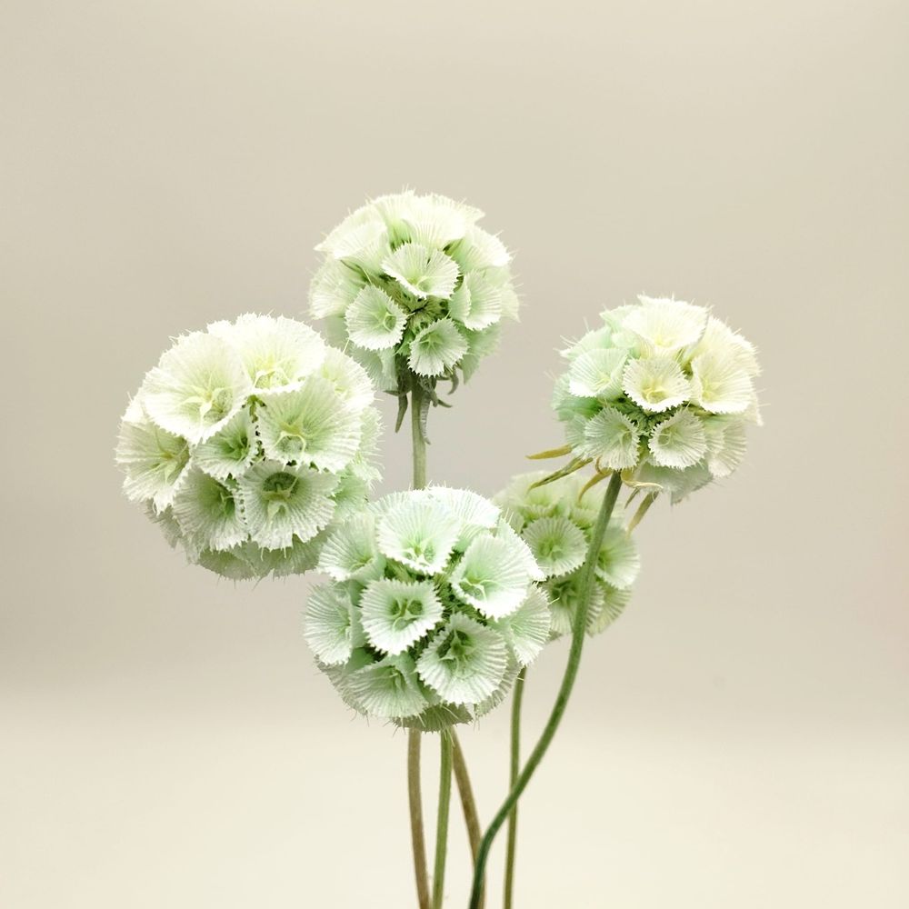 scb-verde-pastel-04
